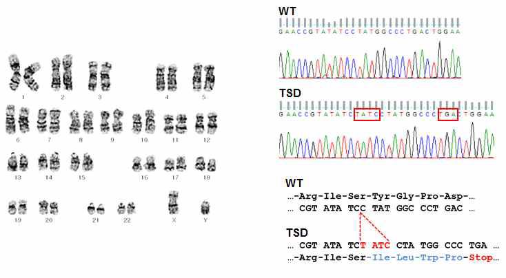 TSD iPS의 karyotype과 HEXA 유전자의 서열 분석