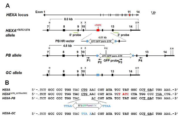 A) HEXA 유전자의 정상 locus와 TATC 염기가 삽입된 비정성적인 TSD 환자의 HEXA 유전자. 4.61 kb의 유전자 편집 PiggyBac HR vector와 HR 후 HEXA 유전자구조(PB allele)과 Transposase에 의해 cassette가 빠져나가서 유전자 교정이 일어난 HEXA 유전자(GC allele). B) 유전자편집 과정 중 HEXA 유전자의 서열의 변화