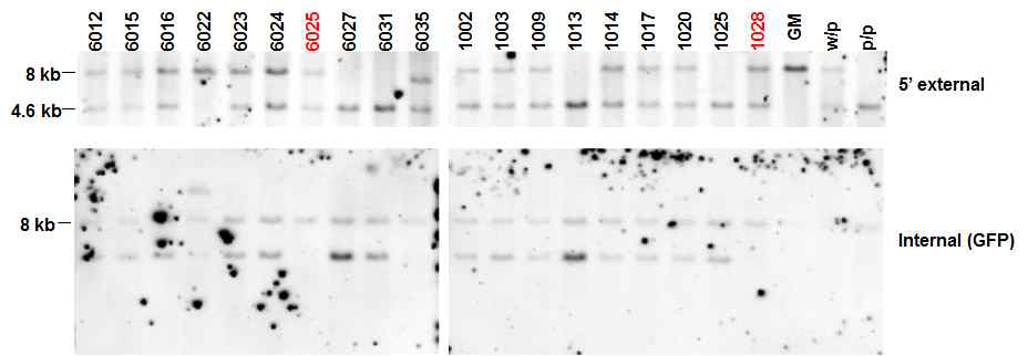 Southern blot analysis를 통한 유전자편집 확인.