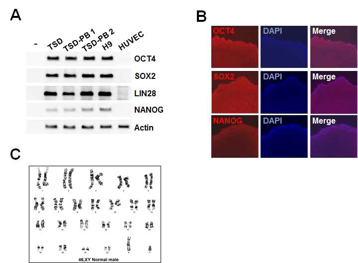 유전자 편집된 iPS 세포가 줄기세포의 성상을 유지하는지 RT-PCR(A), IF(B), karyotyping(C)을 통해 분석 확인함.