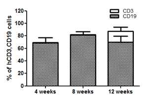 인간화 생쥐 제작 후 시간대별 T세포와 B세포의 분포도