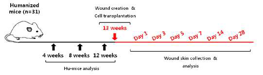 인간화생쥐의 창상모델 구축과 세포이식 및 분석 프로토콜