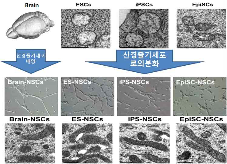 전자현미경을 이용한 세포별 세포 내 미토콘드리아 구조 관찰