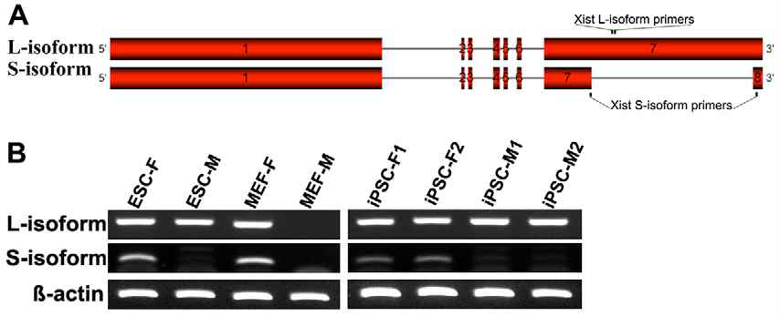 세포별 isoform type 확인