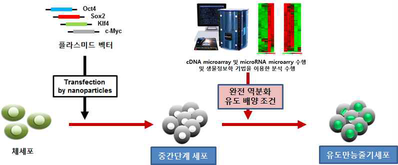 플라스미드 벡터를 이용한 중간단계 세포의 개발과 이를 이용한 완전 역분화 유도 조건 개발 이용