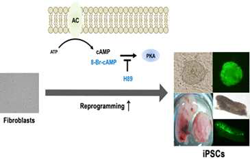 리프로그래밍 과정 중 protein kinase A (PKA) 및 EPAC pathway 과정 모식도