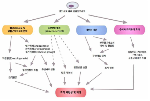 혈관질환에서 줄기세포유래 혈관전구세포의 작용 기전