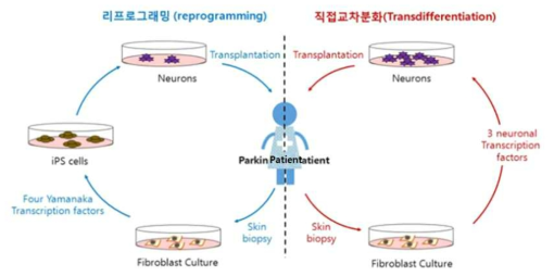 세포 치료제 개발을 위한 방법인 리프로그래밍과 직접교차분화의 모식도 (BRIC)