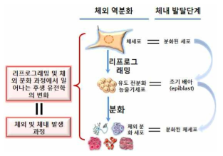 유도만능줄기세포의 유용성