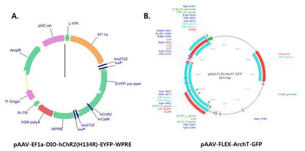 AAV 바이러스 벡터에 들어있는 광유전학 DNA