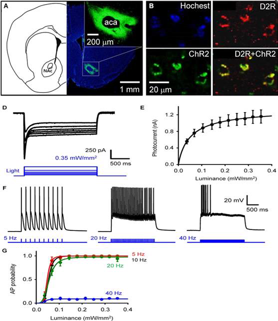 중격의지핵의 D2R 발현 신경 세포에서의 ChR2 발현과 광유전학을 통한 중격의 지핵의 D2R 발현 신경세포 특이적인 활성화