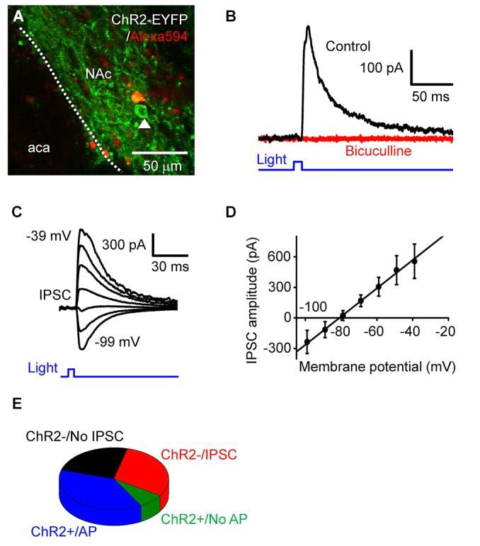 중격의지핵의 D2R 발현 신경세포의 국소 억제성 회로를 형성