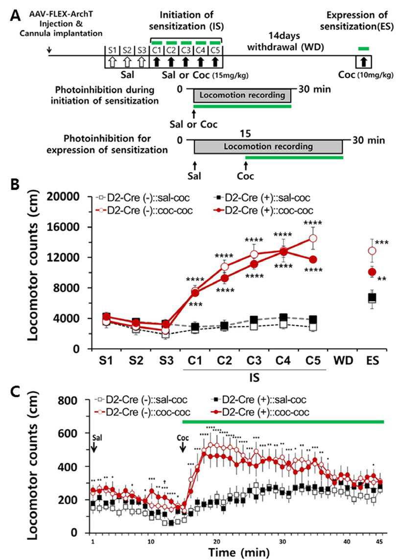 코카인 노출기간의 광유전학적인 중격의지핵 D2R 발현 신경세포의 활성 억제 에 의한 금단기간 후 코카인 재 노출에서의 반응 감소 경향.