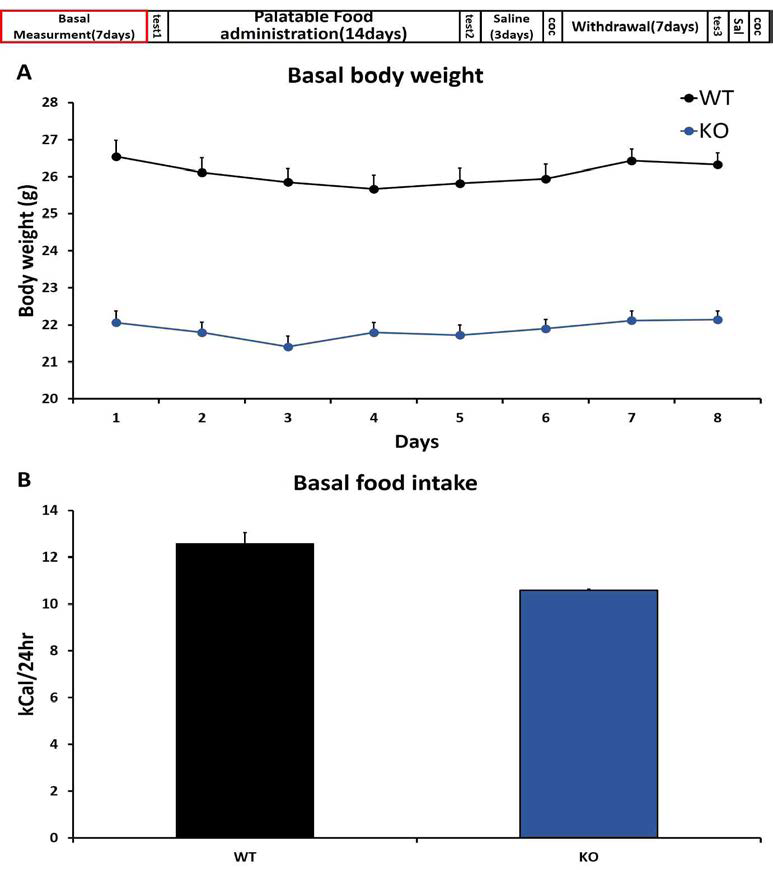정상 쥐와 도파민 D2 수용체가 결여된 도파민 D2 수용체 녹아웃(KO) 쥐의 기 본적인 몸무게와 음식 섭취량 측정.