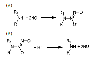 NO를 저장/분비할 수 있는 N-diazeniumdiolate의 (A) 형 성 및 (B) 분해.