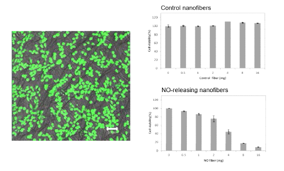 N-diazeniumdiolate기반 NO 분비 나노섬유의 세포독성 평가