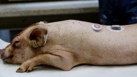 마취를 이용한 돼지에서의 혈당 모니터링