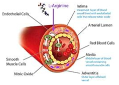 혈관 내벽의 산화질소 분비 메커 니즘: 건강한 혈관의 내피세포는 소량 (0.1 nmol/cm2·min)의 산화질소를 상시 방출
