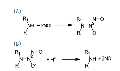 NO를 저장/분비할 수 있는 N-diazeniumdiolate의 (A) 형성 및 (B) 분해.