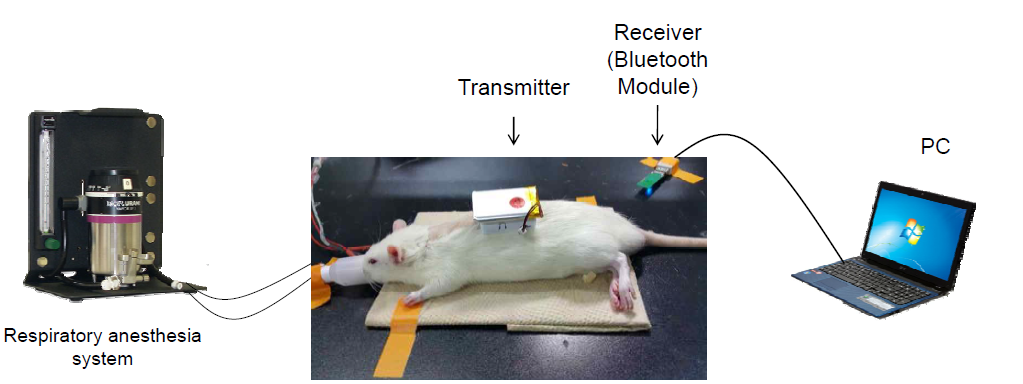 호흡마취를 이용한 쥐 혈당 모니터링 시스템 셋업 (무선 연결).