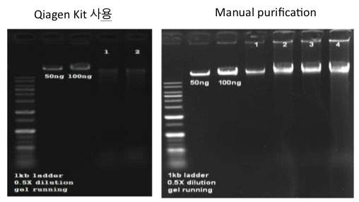 본 연구 대상인 MCD환자의 freshly froze brain tissue에서 genomic DNA extraction시 Qiagen kit에 비하여 manual purification 의 경우 훨씬 DNA quality가 증가함.