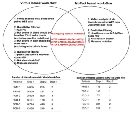 VIRMID 및 MuTect based work-flow를 통하여 두 algorithm에서 공통적으로 발견되는 MCD 환자 뇌 병 변 특이적 somatic mutation을 찾는 과정을 보여주는 모식도