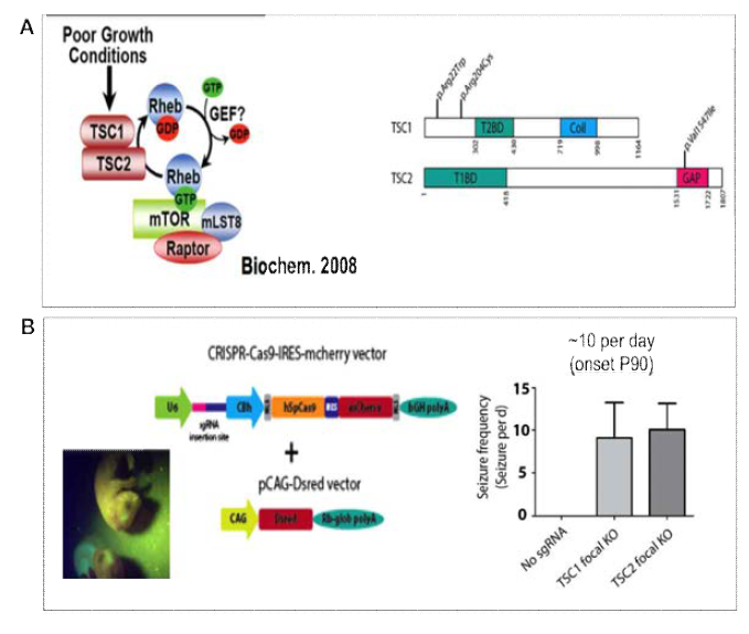 mTOR mutation negative FCD 환자에서 TSC1, TSC2 뇌 체성 유전변이가 있음을 확인하고 이를 CRISPR genome editing을 이용한 마우스 모델에서 인과관계를 증명함