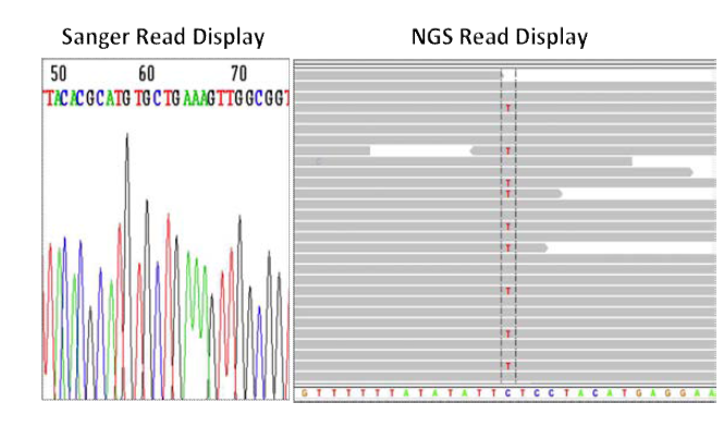 Sanger sequencing (왼쪽)의 경우 sequence read의 정량적 분석이 어려우나 NGS 경우 (오른쪽) coverage 개념의 도입으 로 mutation read의 정량적 분석이 가능함.