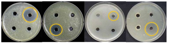 세균 자원의 E. coli에 대한 항균활성 조사 결과