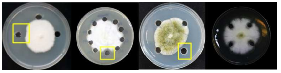 세균 자원의 A. oryzae에 대한 항균활성 조사 결과