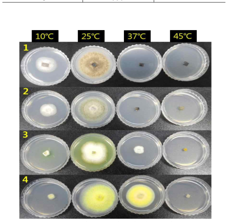 곰팡이자원 온도별 생육 정도 조사 결과
