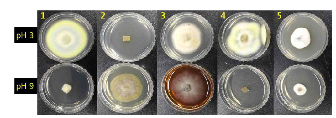 곰팡이자원의 pH별 생육 정도 조사 결과