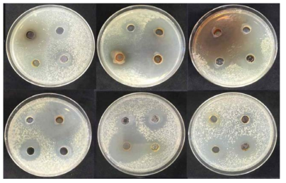 곰팡이자원의 그람 음성세균 대한 항균활성 실험 결과