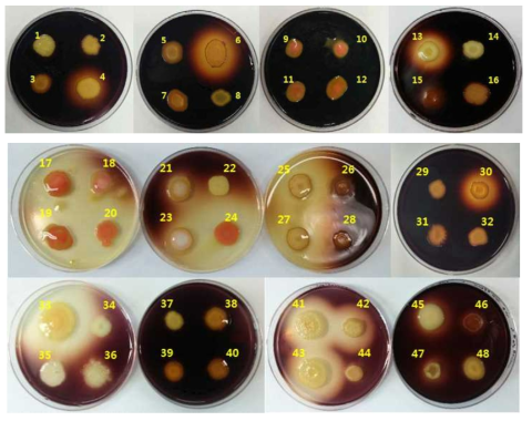 효모균주의 amylase 활성 테스트 결과