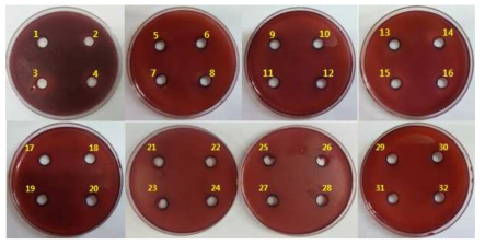 효모균주의 xylanase 활성 테스트 결과