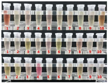 효모자원의 Auxin 생성능 테스트 결과