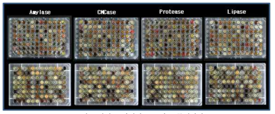 방선균 자원의 효소별 균주패키지