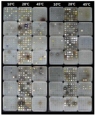 방선균의 온도별 생육 정도 조사 결과