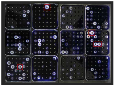 방선균 배양액의 Amylase 활성 조사 결과