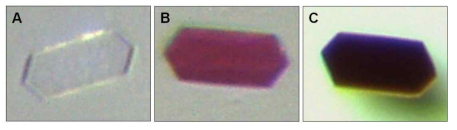 광학현미경으로 관찰한 요오드 증기 흡착 색상이미지: A) SL-1, B,C) 요오드가 내포된 SL-1