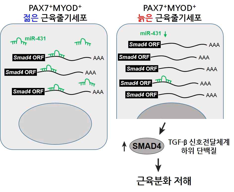 젊고 늙은 근육줄기세포에서 miR-431 의 역할