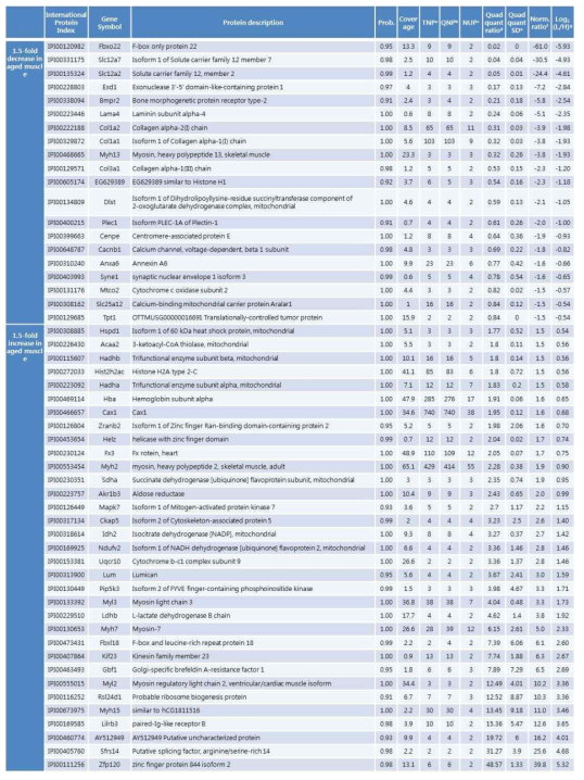마우스 근육에서 노화에 따라 1.5배 이상 변화하는 단백질