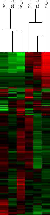 miRNA 발현 양상에 따른 young & old myoblast의 clustering 결과