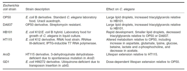 대장균 strain에 의한 예쁜꼬마선충의 수명 조절 효과