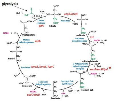 sucA gene in TCA cycle