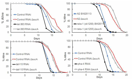 lifespan of TOR RNAi on sucA mutant
