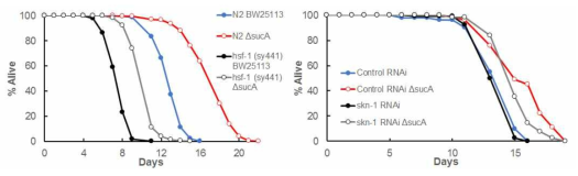 lifespan of hsf-1 mutant and skn-1 RNAi on sucA mutant