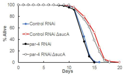 lifespan of par-4 RNAi on sucA mutant