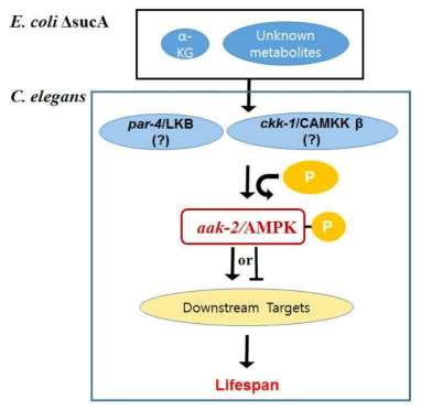 sucA에 의한 수명 조절 모식도