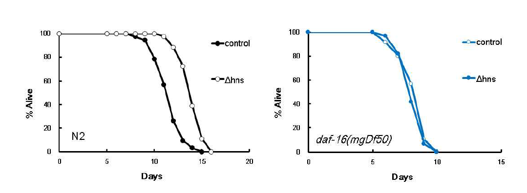 lifespan extension of N2 vs daf-16 mutants on hns mutant